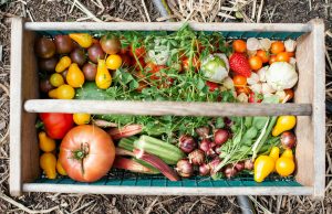 6 techniques pour créer un potager en permaculture dès le printemps