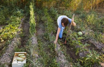5 astuces pour améliorer la qualité du sol de votre jardin Améliorer le sol du jardin