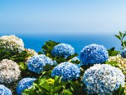 Comment cultiver correctement des hortensias ? cultiver correctement hortensias