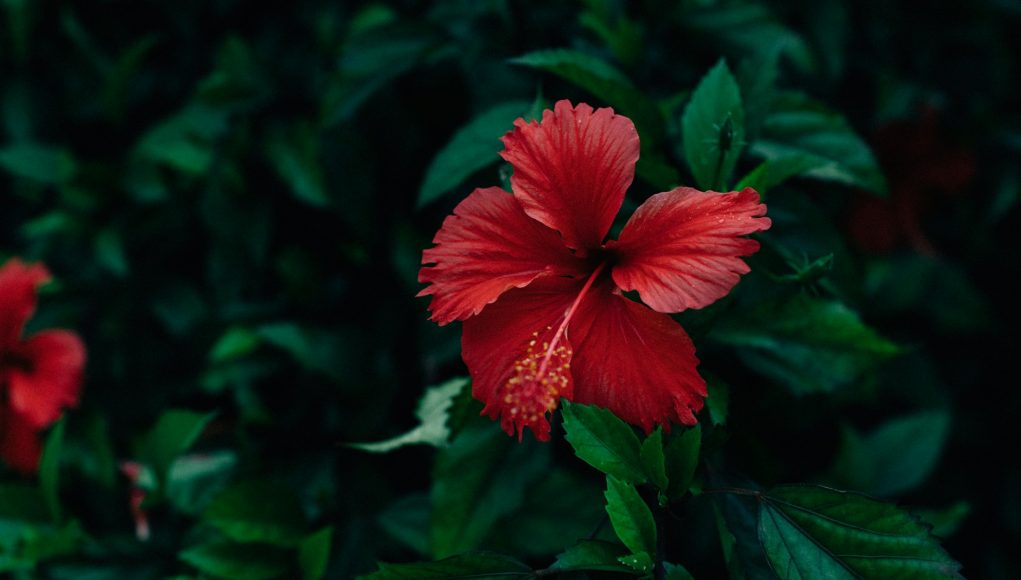 faire pousser des plantes exotiques