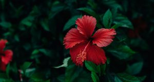 4 techniques pour faire pousser des plantes exotiques dans votre jardin faire pousser des plantes exotiques