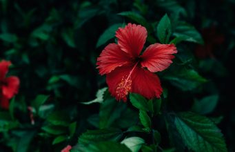 4 techniques pour faire pousser des plantes exotiques dans votre jardin faire pousser des plantes exotiques