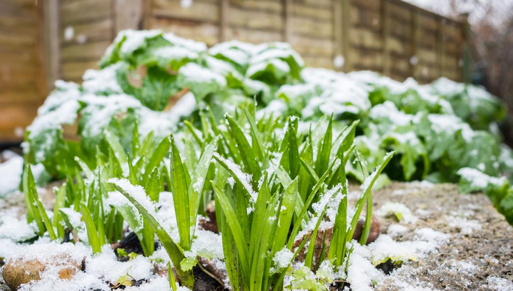 faire dans son potager en janvier