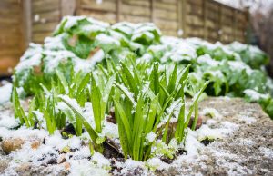 Que faire dans son potager en janvier ? faire dans son potager en janvier