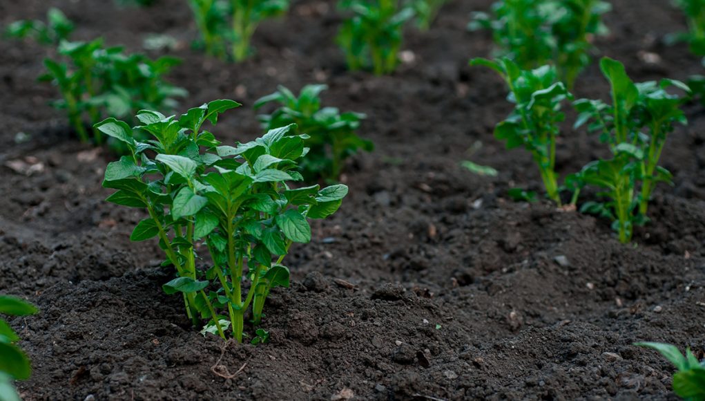 préparer le sol de votre potager au printemps